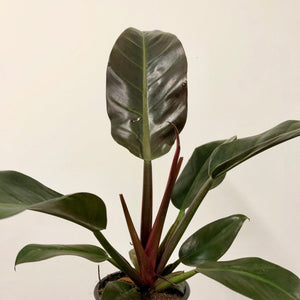 Philodendron Imperial Red, 14cm Pot.