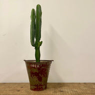 Euphorbia Acrurensis, 17cm pot