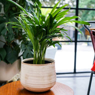 Como Hand Finished Indoor Ceramic Plant Pot H15cm x D18cm