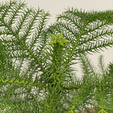 Load image into Gallery viewer, Araucaria heterophylla - Norfolk Island Pine, 17cm Pot
