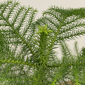 Araucaria heterophylla - Norfolk Island Pine, 17cm Pot