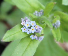 Load image into Gallery viewer, Wildflower Seedball Tube - Forget-Me-Not
