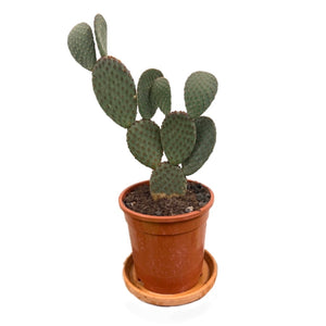 Plants for Palestine: Opuntia
