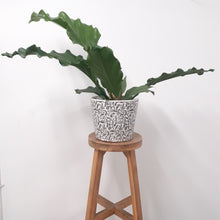 Load image into Gallery viewer, Anthurium hookeri - Birds Nest 17cm Pot
