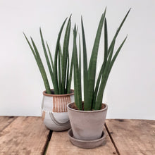 Load image into Gallery viewer, Sansevieria cylindrica - Mikado, 12cm Pot
