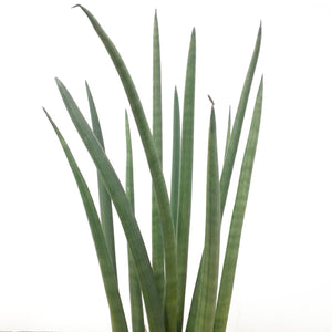 Sansevieria cylindrica - Mikado, 12cm Pot