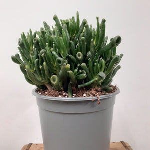 Crassula  - Horn Tree, 19cm Pot