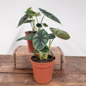 Alocasia baginda - Dragon Scale, 12cm Pot