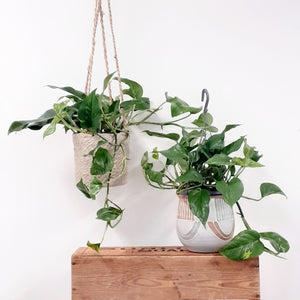 Epipremnum Marble Green, 15cm Hanging Pot