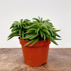 Peperomia - Happy Bean, 14cm Pot