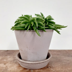 Peperomia - Happy Bean, 14cm Pot