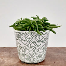 Load image into Gallery viewer, Peperomia - Happy Bean, 14cm Pot
