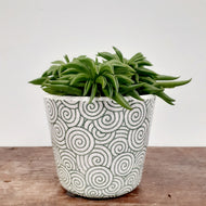 Peperomia - Happy Bean, 12cm Pot