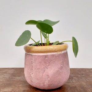 Pilea peperomioides - Chinese money plant, 8cm Pot