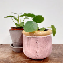 Load image into Gallery viewer, Pilea peperomioides - Chinese money plant, 8cm Pot
