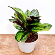 Load image into Gallery viewer, Calathea ornata - Beauty star, 13cm pot
