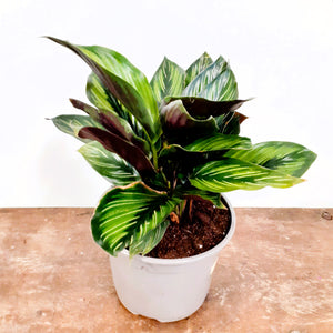 Calathea ornata - Beauty star, 13cm pot