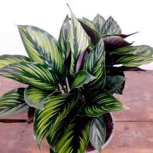 Calathea ornata - Beauty star, 13cm pot