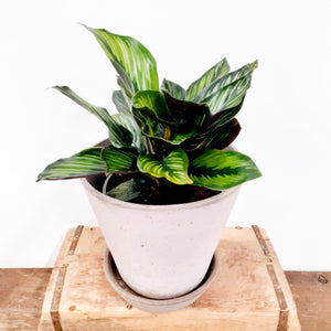 Calathea ornata - Beauty star, 13cm pot