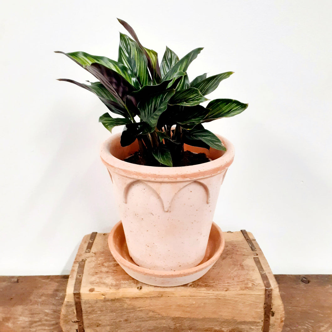 Calathea ornata - Beauty star, 13cm pot