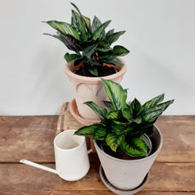 Load image into Gallery viewer, Calathea ornata - Beauty star, 13cm pot
