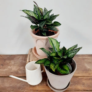 Calathea ornata - Beauty star, 13cm pot