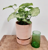 Syngonium 12cm Pot