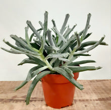 Load image into Gallery viewer, Cotyledon - Elephant trunk, 12cm pot
