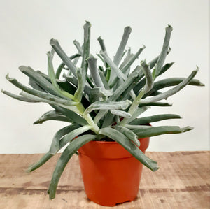 Cotyledon - Elephant trunk, 12cm pot