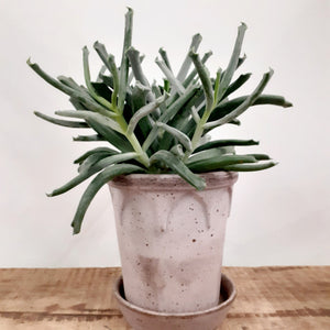 Cotyledon - Elephant trunk, 12cm pot