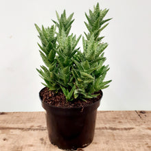 Load image into Gallery viewer, Aloe juvenna - Tiger Tooth Aloe, 21cm pot
