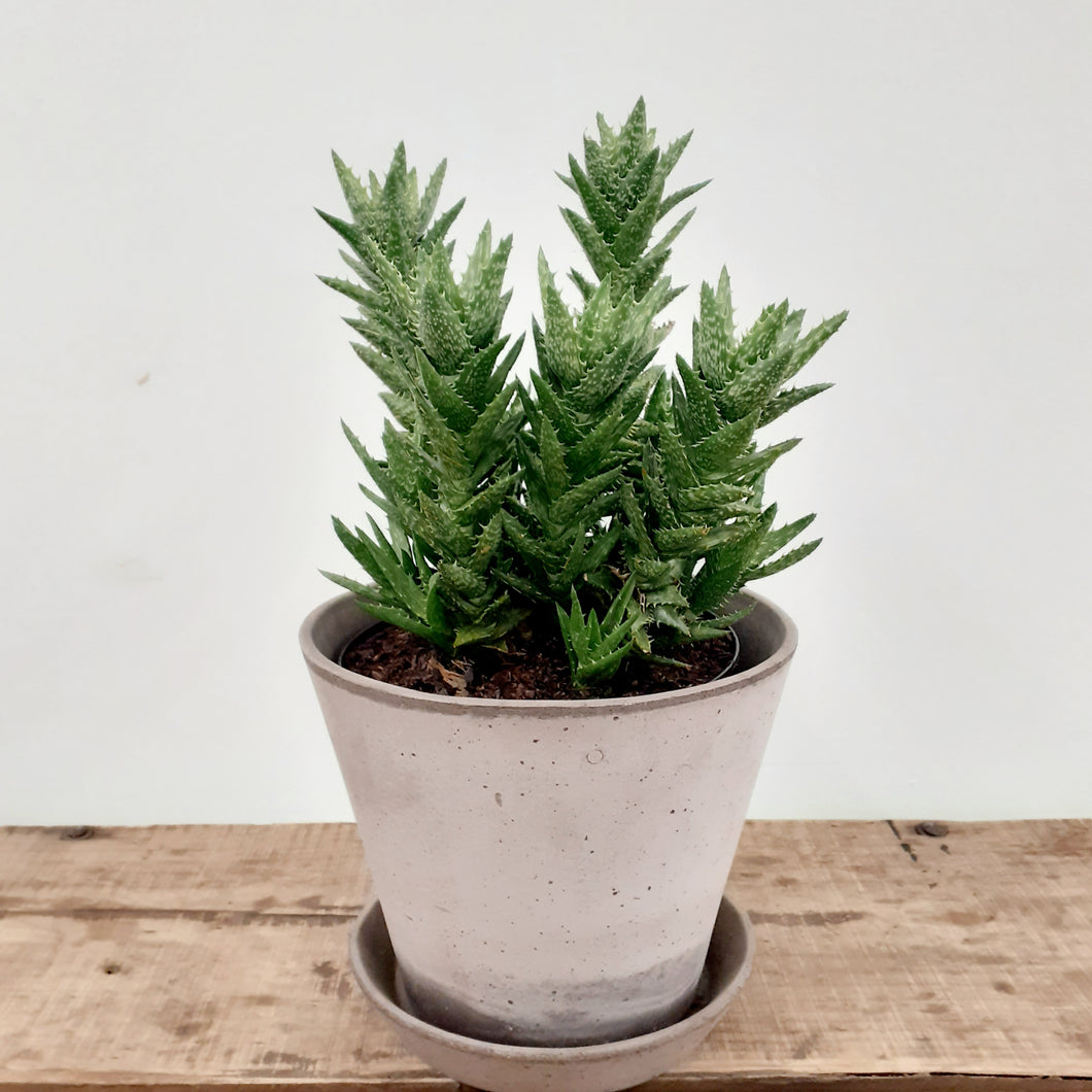 Aloe juvenna - Tiger Tooth Aloe, 21cm pot