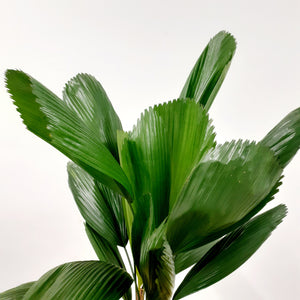 Licuala grandis - Ruffled Fan Palm, 19cm Pot