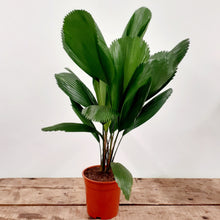 Load image into Gallery viewer, Licuala grandis - Ruffled Fan Palm, 19cm Pot
