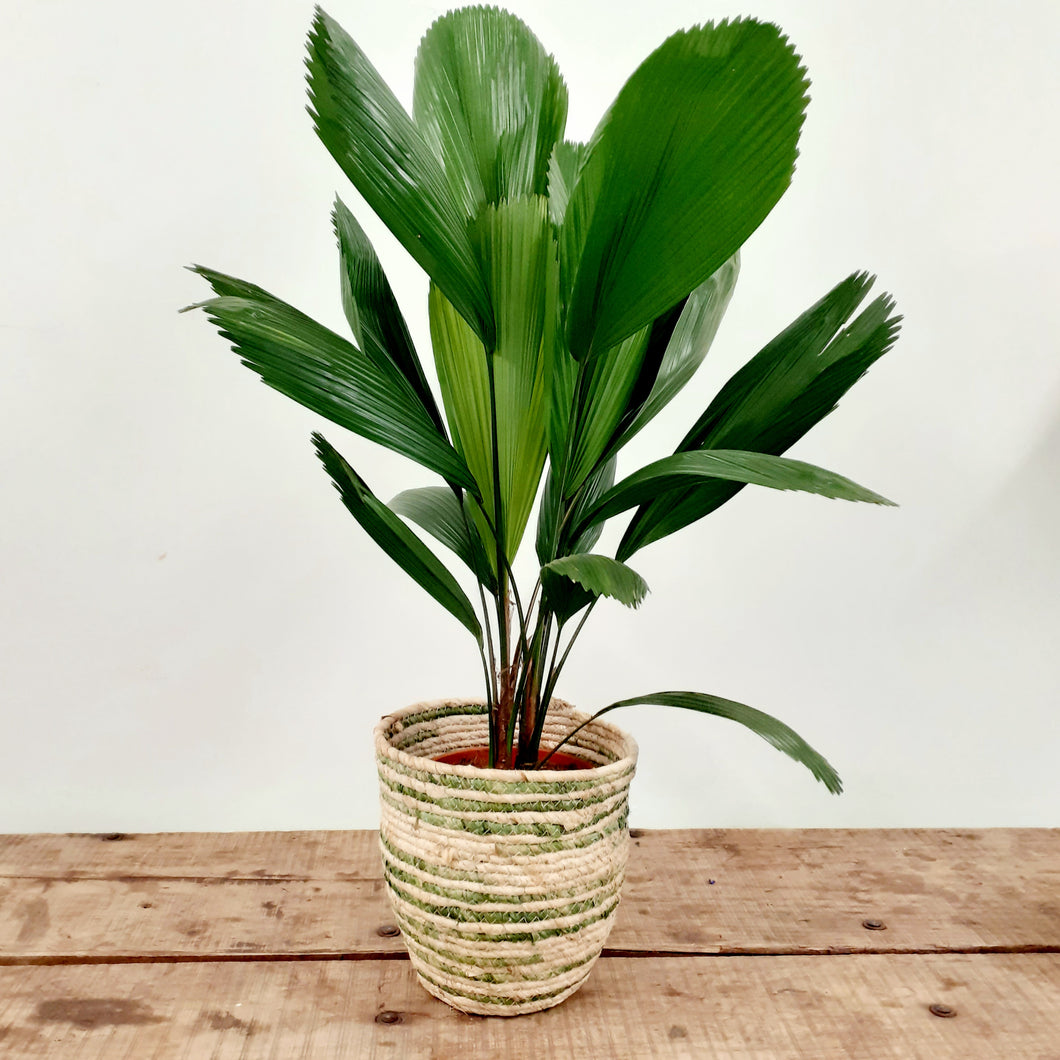 Licuala grandis - Ruffled Fan Palm, 19cm Pot