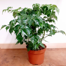 Load image into Gallery viewer, Radermachera sinica - China Doll Plant, 12cm pot
