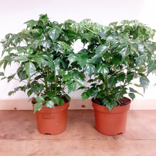 Load image into Gallery viewer, Radermachera sinica - China Doll Plant, 12cm pot
