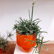 Load image into Gallery viewer, Rhipsalis Pilocarpa, Mistletoe Cactus - 10.5cm pot
