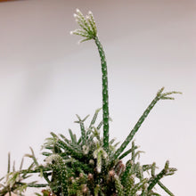 Load image into Gallery viewer, Rhipsalis Pilocarpa, Mistletoe Cactus - 10.5cm pot
