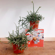 Load image into Gallery viewer, Rhipsalis Pilocarpa, Mistletoe Cactus - 10.5cm pot
