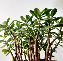 Load image into Gallery viewer, Crassula Ovata - Jade Plant, 25cm Pot
