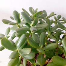 Load image into Gallery viewer, Crassula Ovata - Jade Plant, 25cm Pot
