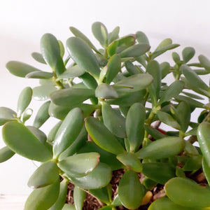 Crassula Ovata - Jade Plant, 25cm Pot