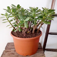 Load image into Gallery viewer, Crassula Ovata - Jade Plant, 25cm Pot
