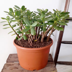 Crassula Ovata - Jade Plant, 25cm Pot