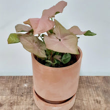 Load image into Gallery viewer, Syngonium overig, 12cm pot
