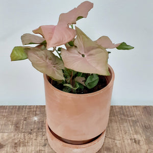 Syngonium overig, 12cm pot