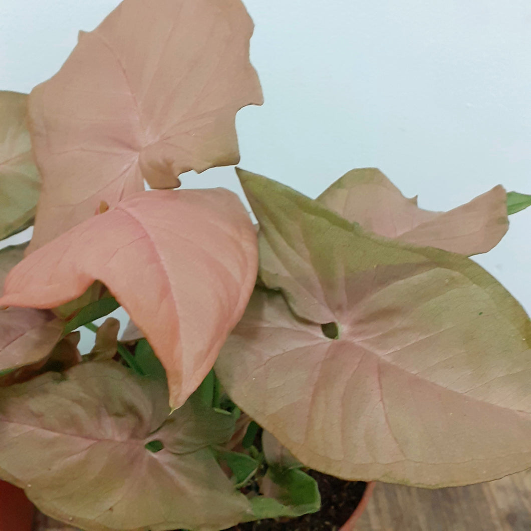 Syngonium overig, 12cm pot