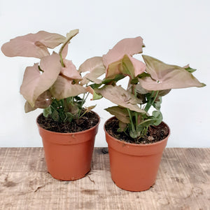 Syngonium overig, 12cm pot