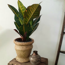 Load image into Gallery viewer, Codiaeum - Petra, 17cm pot
